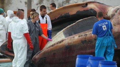 Wieloryb ze Stegny to młody finwal