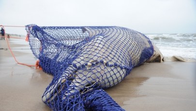 Wieloryb zostaje na plaży. Nie wiadomo jak długo