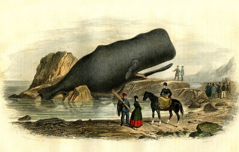 Wielorybnicy w XX wieku zabili ok. 700 tys. kaszalotów /COLL.JAIME ABECASIS /AFP