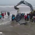 Wielorybowi na ratunek. W akcji dźwig i koparka