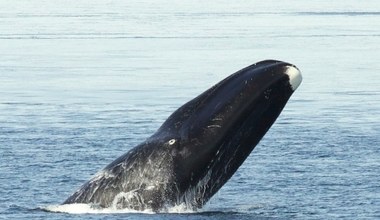 Wieloryby bronią się przed rakiem. Ich odporne geny mogą pomóc ludziom