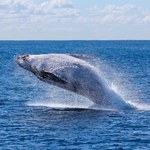 Wieloryby nie uratują klimatu. Przepompowują mniej CO2 niż sądzono