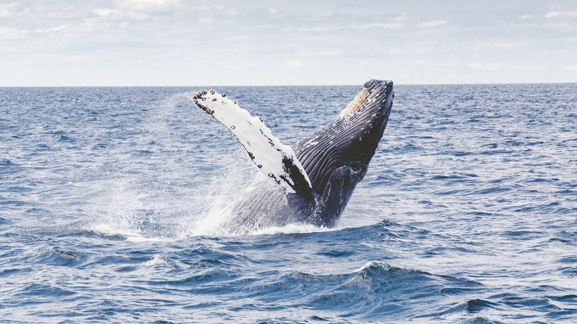 Wieloryby po 40 latach nieobecności w końcu wracają w rejony polarne /Geekweek