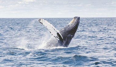 Wieloryby po 40 latach nieobecności w końcu wracają w rejony polarne