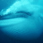 Wieloryby pożerają nawet 40 kilogramów plastiku dziennie