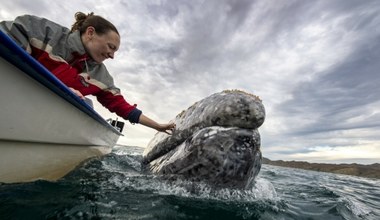 Wieloryby się kurczą? Wnioski naukowców są niepokojące