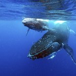 Wieloryby uczą się nowych pieśni od swoich odległych kolegów i koleżanek