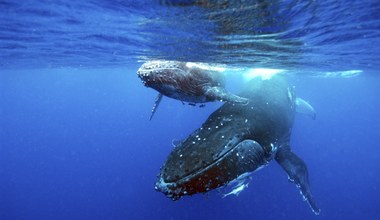 Wieloryby uczą się nowych pieśni od swoich odległych kolegów i koleżanek