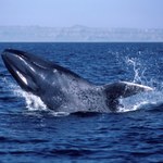 Wieloryby zaczęły milknąć. Niedobre wieści z oceanów