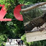 Wieloszpony pawie nowymi mieszkańcami warszawskiego zoo