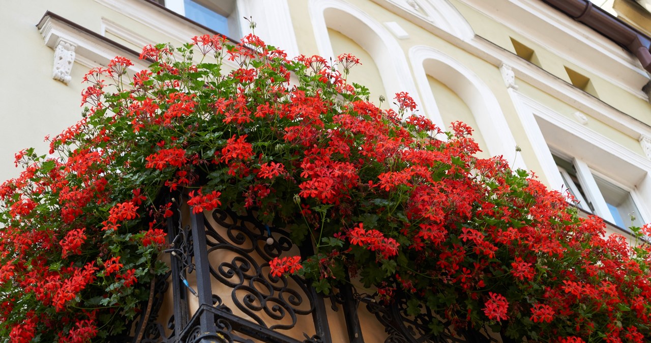 Wielu ogrodników decyduje się na zasadzenie pelargonii na balkonach /123RF/PICSEL