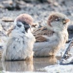 Wielu Polaków popełnia ten błąd. Myślimy, że są wszędzie, a jednak znikają