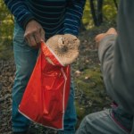 torby foliowe Wielu Polaków popełnia ten błąd na grzybach. To zwiększa ryzyko zatrucia
