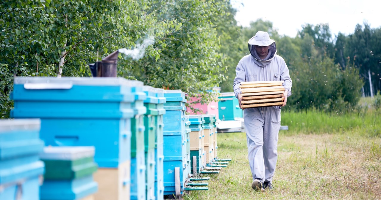 Wielu pszczelarzy nie ma powodów do radości /123RF/PICSEL