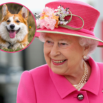 Wiemy, co z ukochanymi psami królowej Elżbiety II. Kto się nimi zaopiekuje?
