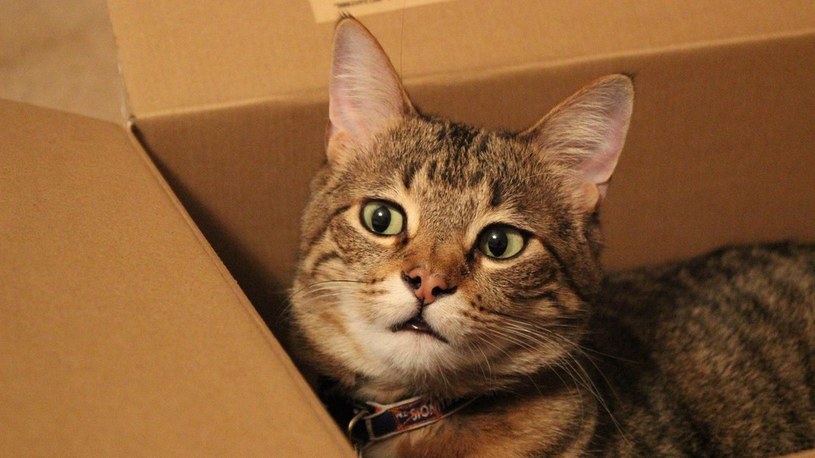 Wiemy, dlaczego koty uwielbiają siedzieć w pudełkach, nawet tych… iluzorycznych /Geekweek