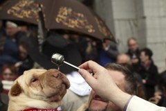 Wierny i pies... czyli belgijskie psiaki w kolejkach po błogosławieństwo