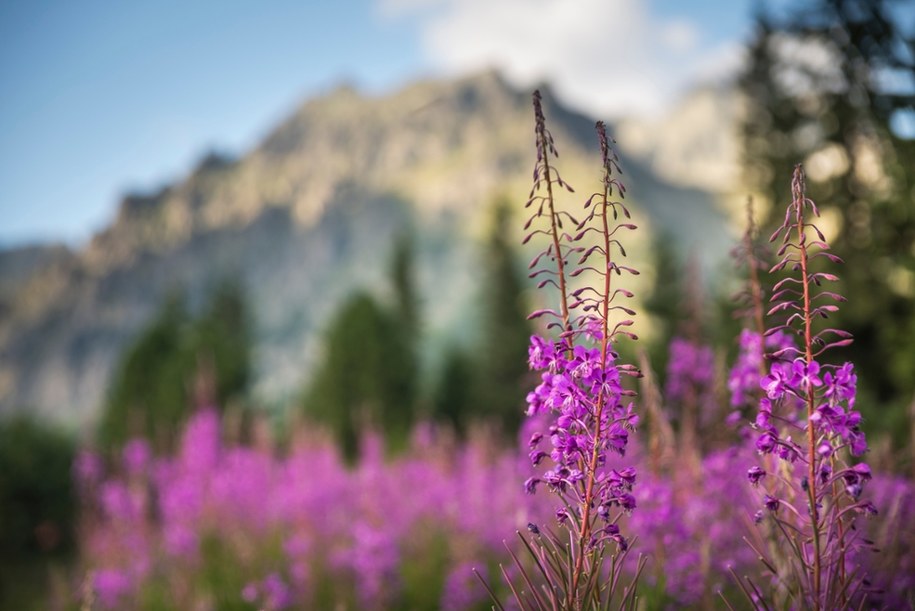 Wierzbówka kiprzyca /Shutterstock