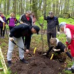 Wieś sadzi nowe drzewa
