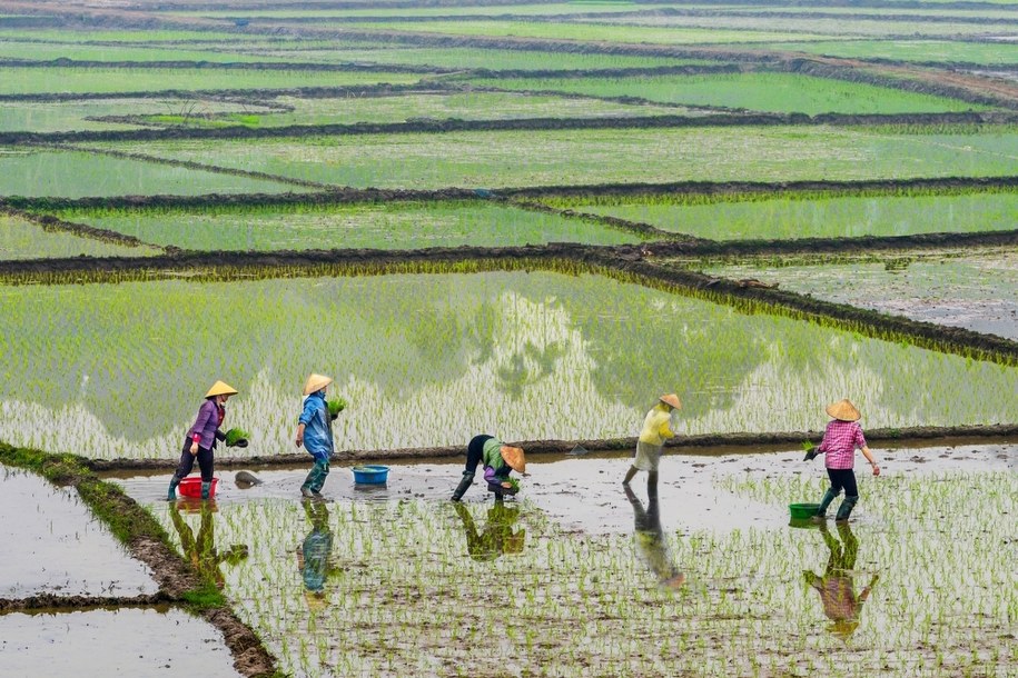 Wietnamscy rolnicy przymusowo opuszczają ziemię pod klub golfowy Trumpa /Shutterstock