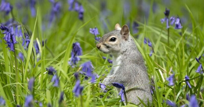Wiewiórka szara (łac. Sciurus carolinensis) jest inwazyjnym gatunkiem ssaka, który został introdukowany do Europy /Frederic Desmette / Biosphoto /East News