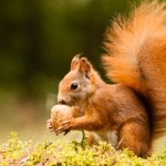 Wiewiórki biegają po parkach tam i z powrotem. Co się dzieje?