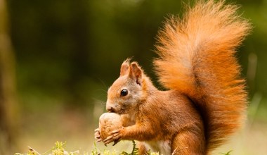Wiewiórki biegają po parkach tam i z powrotem. Co się dzieje?
