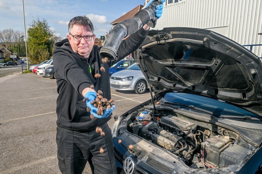 Wiewiórki chowają żołędzie w silnikach samochodów w Petersfield – nietypowy problem kierowców /Simon Czapp/Solent News & Photo Agency /East News