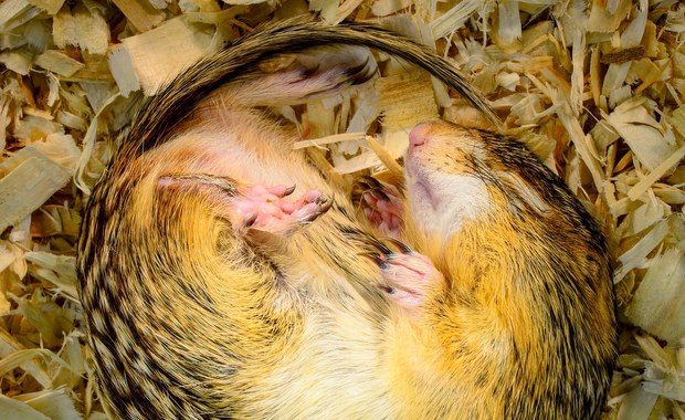 Wiewiórki na pomoc astronautom