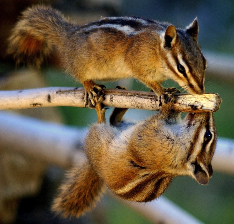 Wiewiórki. /Betsy Seeton/Solent News/East News /East News