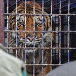 ​Wieźli tygrysy z Włoch do Rosji. Akt oskarżenia za przewóz zwierząt w złych warunkach