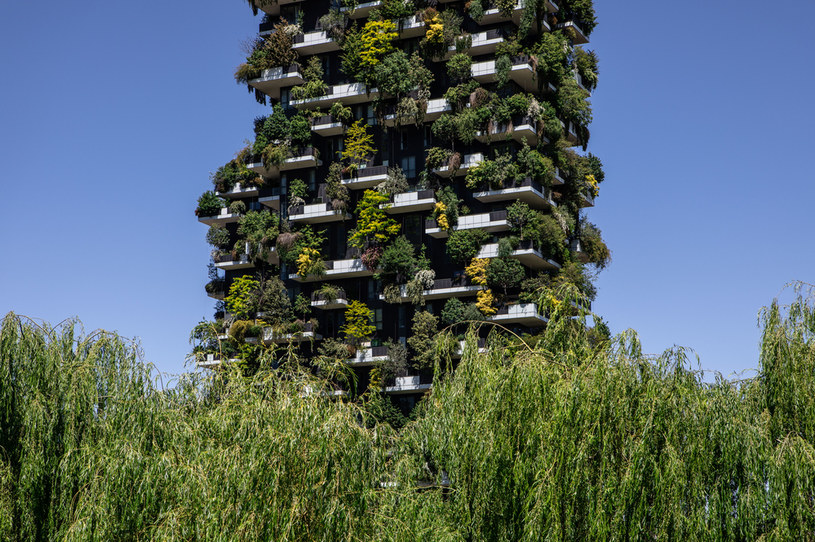 Wieżowce w Mediolanie przypominają dosłownie rosnący pionowo las /Emanuele Cremaschi /Getty Images