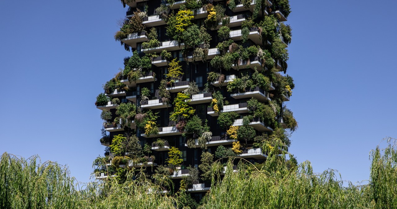 Wieżowce w Mediolanie przypominają dosłownie rosnący pionowo las /Emanuele Cremaschi /Getty Images