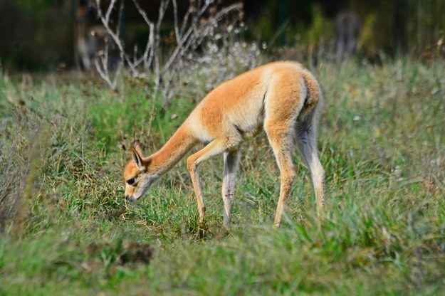 Wikunie stają na własnych nogach już w kwadrans po narodzinach /Zoo Gdańsk /Materiały prasowe