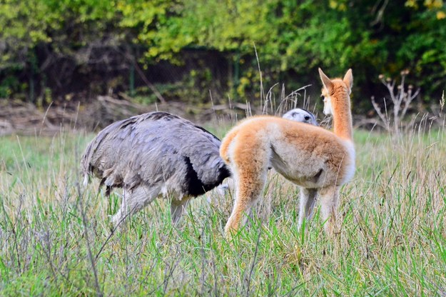 Wikunie żyją wraz z nandu szarymi na trawiastym wybiegu w okolicy lwiarni. /Zoo Gdańsk /Materiały prasowe