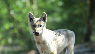 Wilcza rodzina zadomowiła się w Puszczy Zielonka