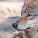 Wilcza wataha go odrzuciła. "Latający wilk" ma już wierne grono fanów