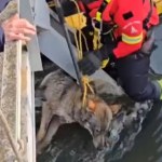 Wilczyca utknęła w kanale. Spektakularna akcja strażaków