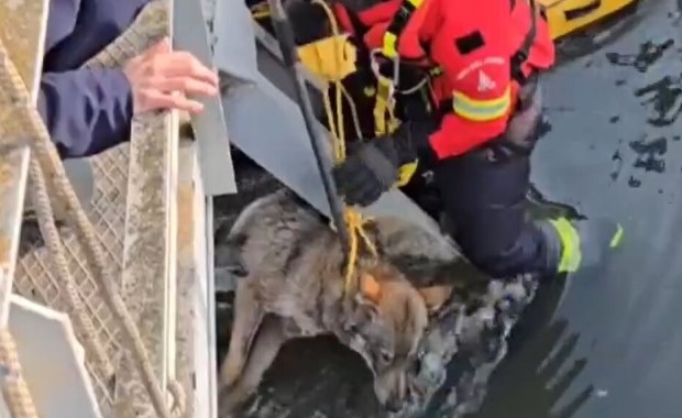 ​Wilczyca utknęła w kanale. Spektakularna akcja strażaków