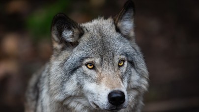 Wilczyca zatrzaśnięta we wnyki nie przeżyła. Leśnicy alarmują: To barbarzyński proceder 