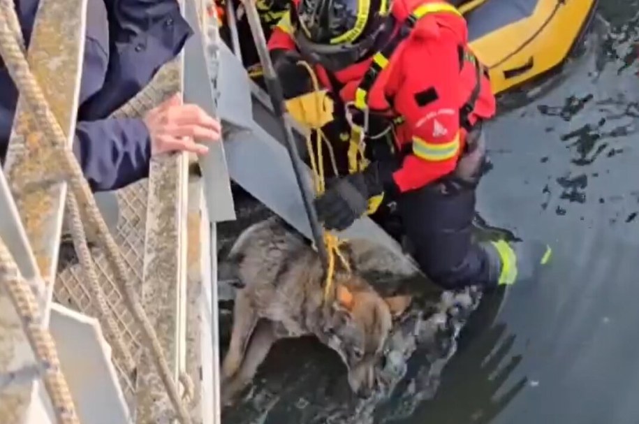 Wilczyca została uratowana przez strażaków. /Vigili del Fuoco /