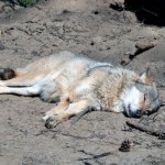 Wilk ciężko ranny w wypadku czekał na pomoc w mrozie. Eksperci alarmują