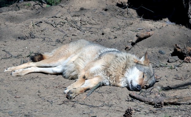 Wilk ciężko ranny w wypadku czekał na pomoc w mrozie. Eksperci alarmują