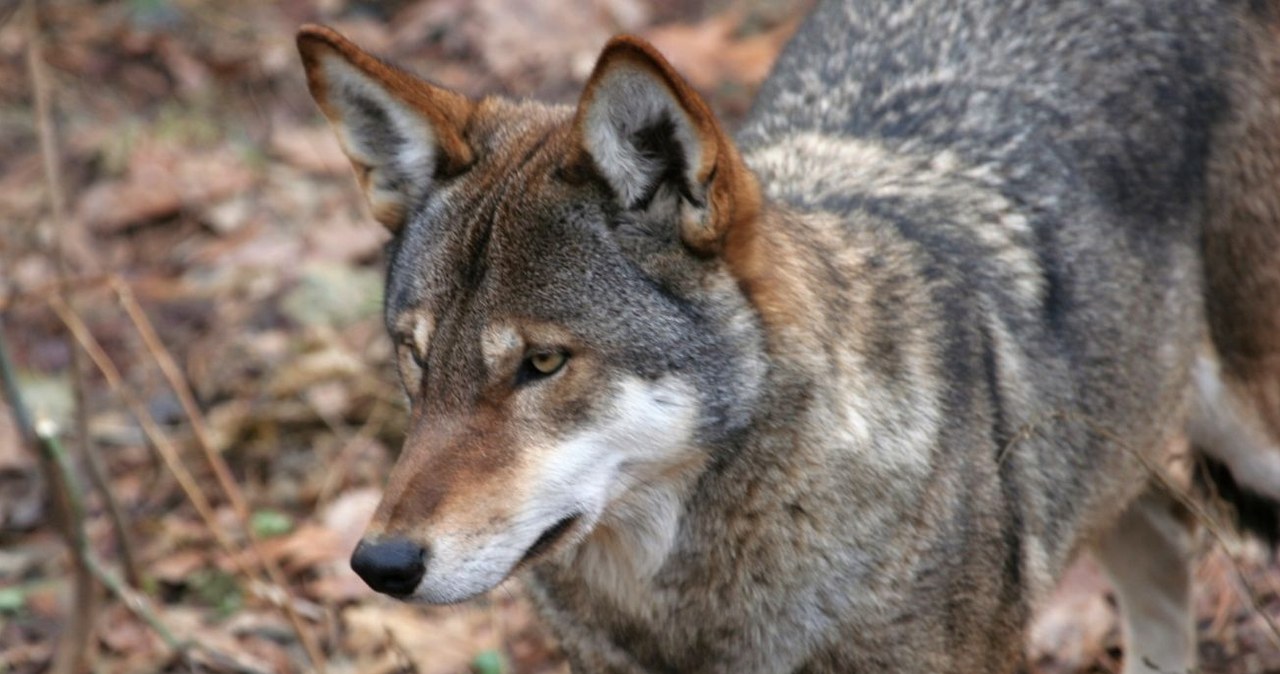 Wilk czerwony jest krytycznie zagrożony. Naukowcy nie są pewni, czy w ogóle jest wilkiem /Dave Pape /Domena publiczna