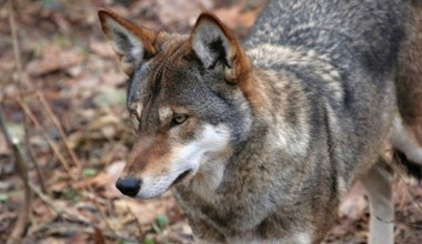 Wilk czy kojot? Pochodzenie czerwonego wilka wciąż nurtuje naukowców