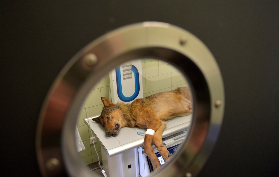 Wilk dochodził do siebie w Ośrodku Rehabilitacji Zwierząt Chronionych w Przemyślu /PAP/Darek Delmanowicz /PAP