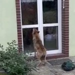 Wilk drapał łapami o szybę. Zaskakujące nagranie