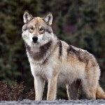 Czaplinek Wilk konał przy drodze. Weterynarz nie zjawił się przez całą noc
