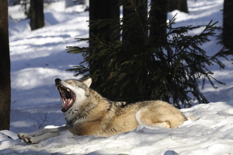 A wolf has established a relationship with a human - no predator has done this before / Joan / Rios / Gamma Ravo / Getty Images