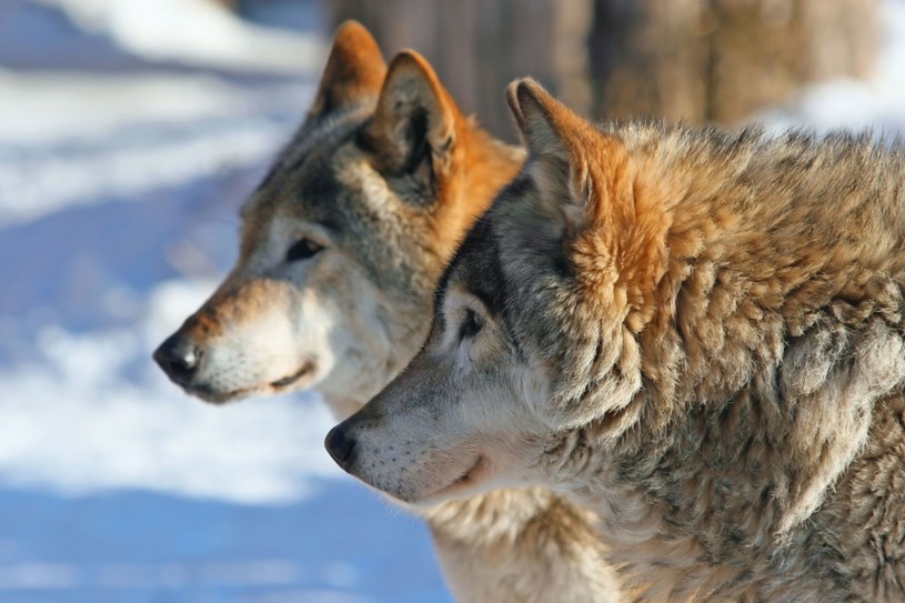 Wilk nie cieszy się w Polsce dobrą sławą /123RF/PICSEL